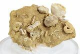 Miniature Fossil Cluster (Ammonites, Brachiopods) - France #270490-1